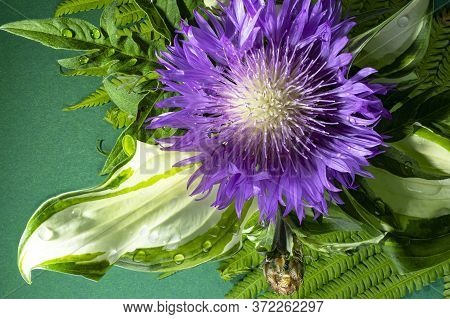 Fresh Colorful Composition From Spotted Knapweed Or Star Thistle Honey - Centaurea Maculosa. Summer 