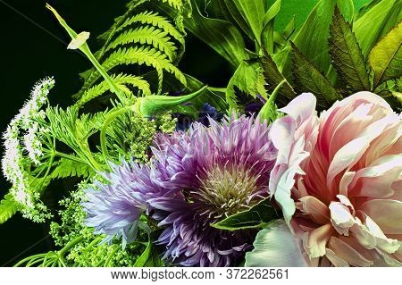 Fresh Colorful Composition From Spotted Knapweed Or Star Thistle Honey - Centaurea Maculosa. Summer 
