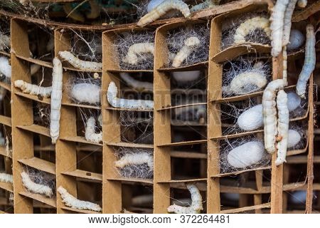 Silkworm Farm In A Village Near Hsipaw, Myanmar