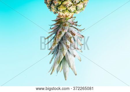 Fresh Ripe Pineapple Upside Down On A Blue Background, Pineapple Leaves. Summer Concept. Minimalis, 