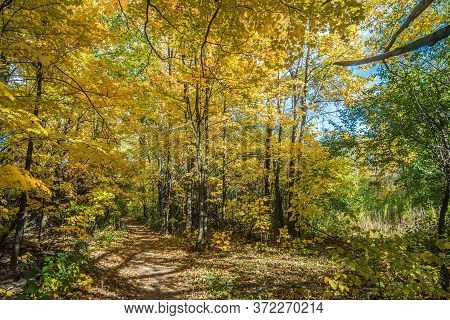 Pake In Fall Time Near Toronto, Canada