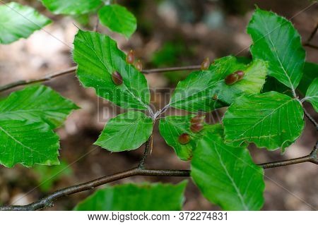 Little Red Galls (cecidia) On Green Leaf. Plant Galls Are Abnormal Outgrowths Of Plant Tissues.
