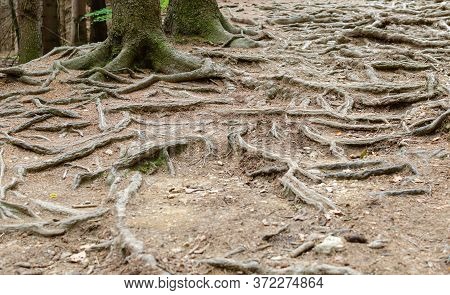 Trail In The Forest Made Of Bare Tree Roots. A Lot Of Tree Roots On The Way Made Net Steps For Walki