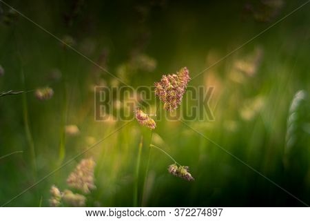 Cocksfoot Grass On A Sunny Eveing With A Shallow Depth Of Field
