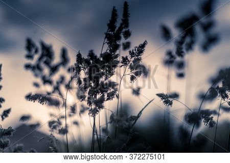 Cocksfoot Grass On A Sunny Eveing With A Shallow Depth Of Field