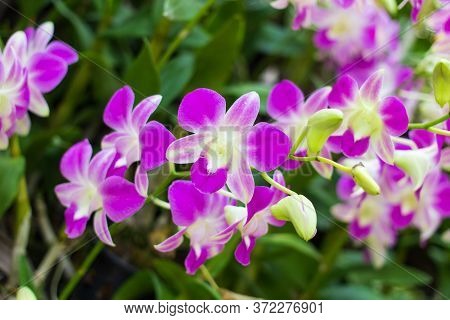 Pink Orchids Flower On A Green Left Blured Background.orchid Flowers Taken At An Exhibition In Thail