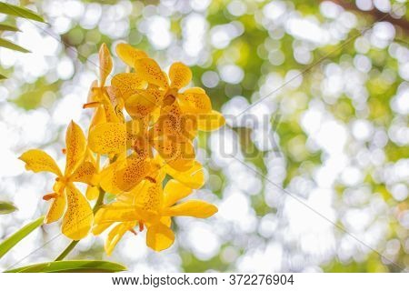 Yellow Orchids Flower On A White And Green Bokeh Background.selective Focus,copy Space.