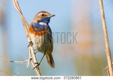 Bluethroat, Luscinia Svecica, Cyanecula Svecica. Early In The Morning The Male Bird Sits On A Stalk 