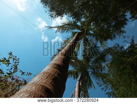 The Coconut Palms Are High During The Day Time And The Sky Is Bright Blue With A Little Cloud. Lopbu