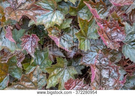Closed Up Begonia Rex Known As Painted-leaf Begonia With Red Leaf