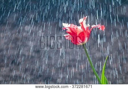Flower Of Red And White Tulip Parrot Form On Background Of Rain Drops Tracks