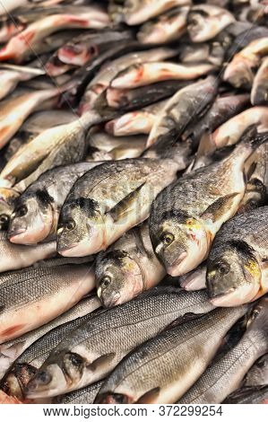 Fresh Dorado Fish For Sale Close Up