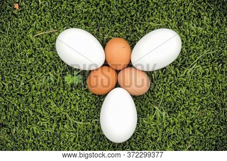 Goose And Chicken Eggs On Grass Close Up