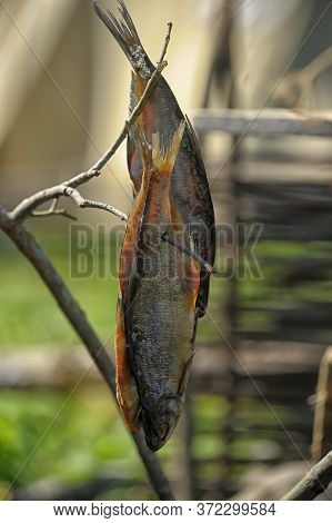 Cured River Fish On A Stick At Campsite