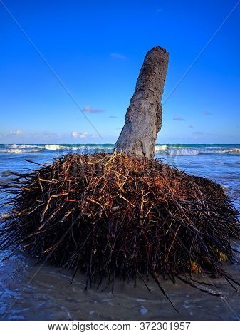 Dead Coconut Tree On The Beach, Inclined Trunk Of Dead Palm Tree Beside The Ocean, Selective Focus