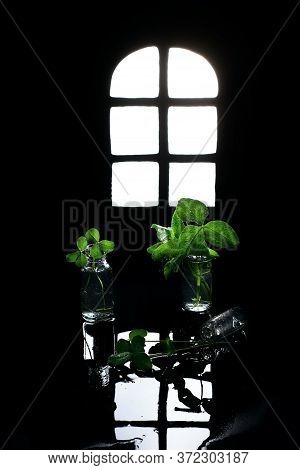 Clover Window And Leaves In Glass Bottles On A Dark Background, Conceptual Still Life, St. Patricks 