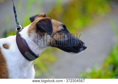 Smooth -haired Fox Terrier Close Up Photo