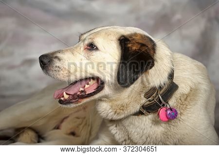 Happy Young White With Black Spots Dog Half-breed