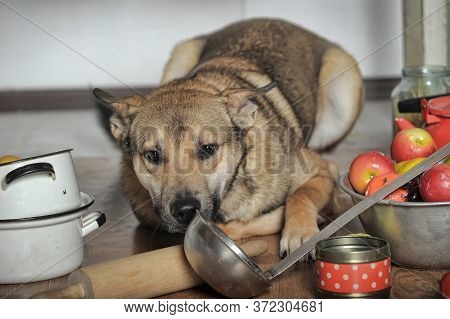 Dog Chef In The Kitchen Close Up