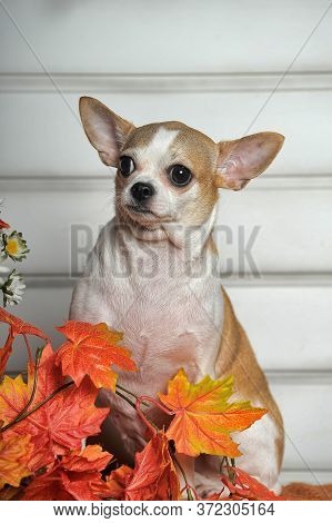 A Chihuahua Dog And Fall Leaves. Close Up