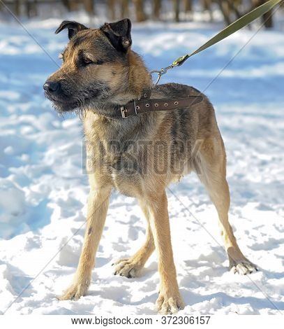 Dog Half-breed Terrier In Winter