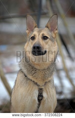 Half-breed Sheepdog On A Winter Background  Close Up