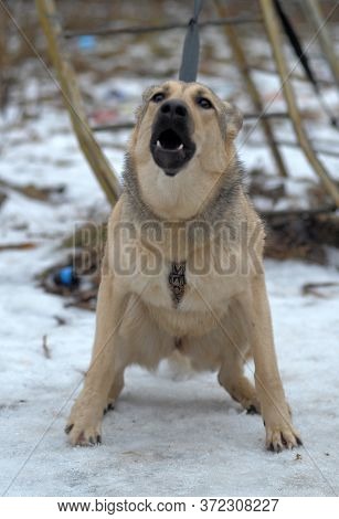 Half-breed Sheepdog On A Winter Background  Close Up