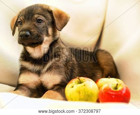 Puppy Mongrel Half-breed Sheepdogs And Apples Close Up
