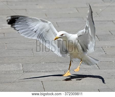 Landing Of The Seagull With The Big Wings On The Town Square