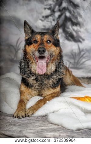 Half-breed Shepherd Dog On A Winter Background