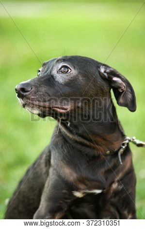 Happy Half-breed Dog, Beagle, Black Mongrel Dog Barks
