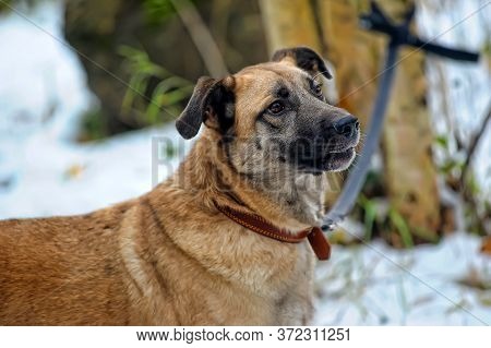 Red-haired Dog Mongrel In Winter Close Up