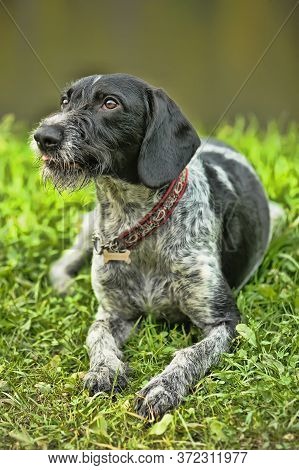 German Wirehaired Pointer (deutsch Drahthaar) Poses Close Up