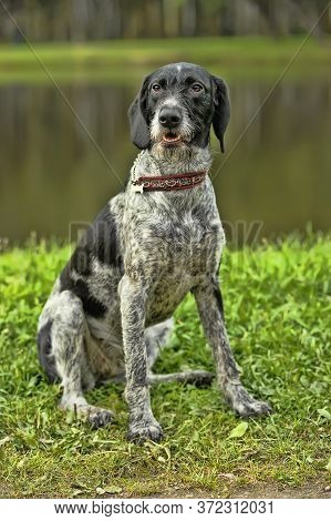 German Wirehaired Pointer (deutsch Drahthaar) Poses Close Up