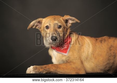 Red Puppy In Studio On A Dark Background