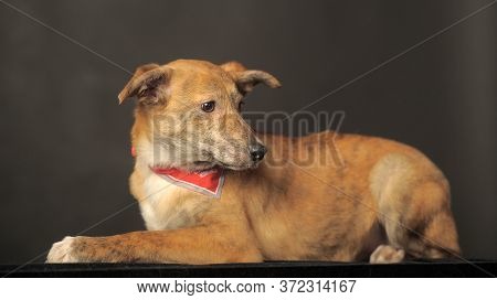 Red Puppy In Studio On A Dark Background