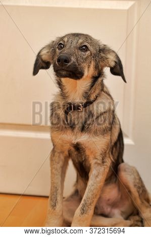 Crossbreed Puppy Shepherd Looks Guiltily Close Up