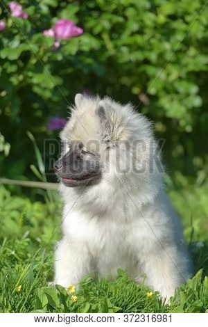 Keeshond Wolfspitz Puppy Happy In Summer