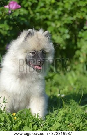 Keeshond Wolfspitz Puppy Happy In Summer