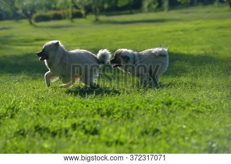 Two Keeshond Wolfspitz Puppy Running On Green Grass