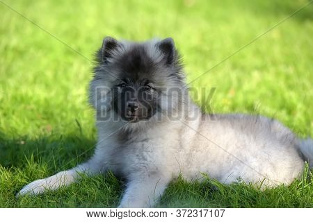 Keeshond Wolfspitz Puppy Happy In Summer