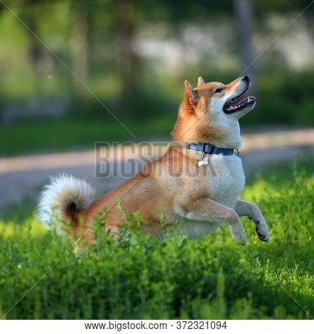 Shiba Inu Jumping On The Grass Close Up