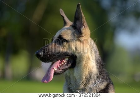 Eastern European Sheepdog Sits On The Grass