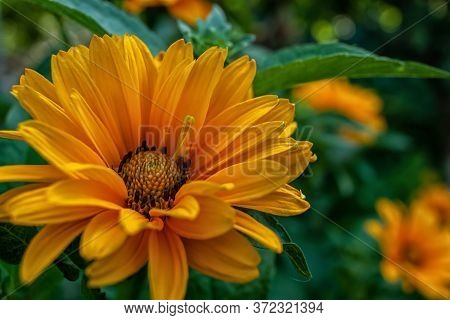 Yellow Flowers Of Rough Oxeye, Smooth Oxeye