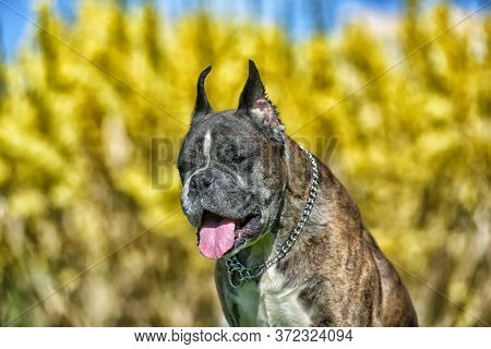 German Boxer With Cropped Ears In The Summer In The Park