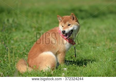 Shiba Ina In The Summer In The Park