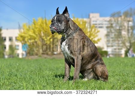 German Boxer With Cropped Ears In The Summer In The Park
