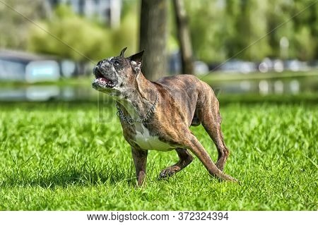 German Boxer With Cropped Ears Playing In The Park