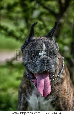 German Boxer With Cropped Ears In The Summer In The Park