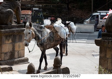 February 2019. Mules At The Foot Of The Baoxiang Temple Is Also Called The Shibao Temple, Which Is L